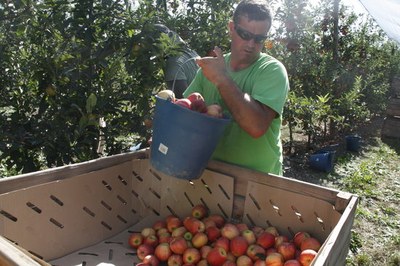 Miquel Sala en una de les seves plantacions (Foto: ACN)