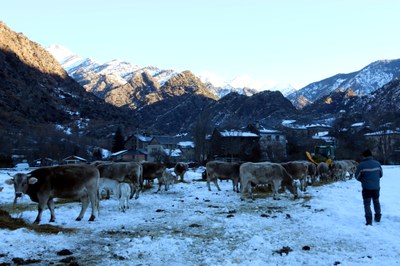 Ramat de vaques a un prat cobert per la neu a Alins (Foto: ACN)
