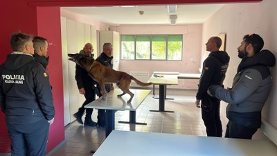 Diversos agents de les unitats canines dels Mossos d'Esquadra i del Cos de Policia d'Andorra duent a terme un exercici de recerca amb un gos en un edifici de la Seu d'Urgell (Fotos: ACN/Albert Lijarcio)