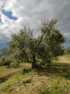 Oliveres autòctones al Pallars Jussà (Foto: ACN / Productors d'oliva del Pallars)