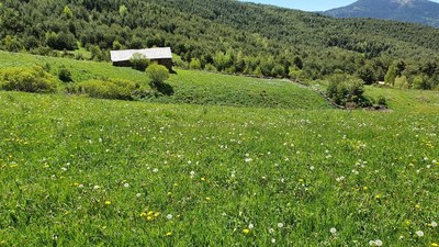 Prat de dall amb 'Rhinanthus' al Pirineu (Foto: TES)