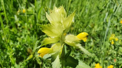 'Rhinanthus alectorolophus', la planta vinculada als prats de dall que s'ha localitat al Parc Natural de l'Alt Pirineu i al del Cadí-Moixeró (Foto: TES)