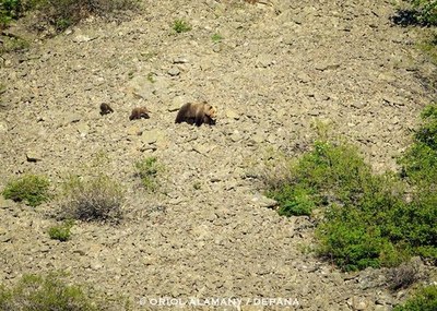 Imatge d'una óssa amb dos cadells caminant per la muntanya a Naut Aran