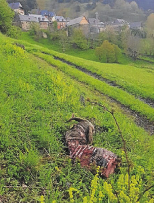 Restes d'una ovella morta per Goiat, entre Arres de Sos i Arres de Jus (Foto: CGA)