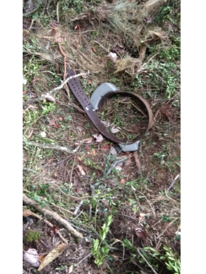 El collar GPS de seguiment de l'ós Goiat, trobat a la Ribagorça (Foto: TES)