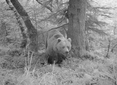 Un ós bru, captat amb fototrampeig en un bosc aranès (CGA)