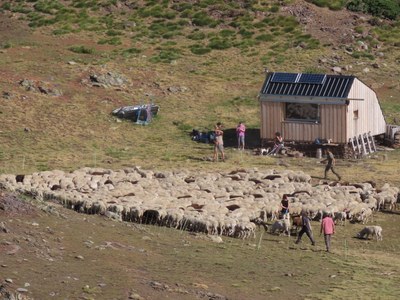 Agrupament de ramats per prevenir danys de l'os (Foto: Departament d'Acció Climàtica)