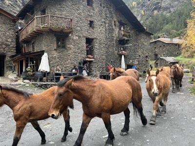 Transhumància de cavalls de Casa Palanca, al pas pel poble de Tor (Foto: ACN / Marta Lluvich)