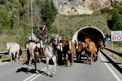 La transhumància de cavalls al Pallars Sobirà, després de passar pel túnel de Costoia (Foto: Marta Lluvich / ACN)