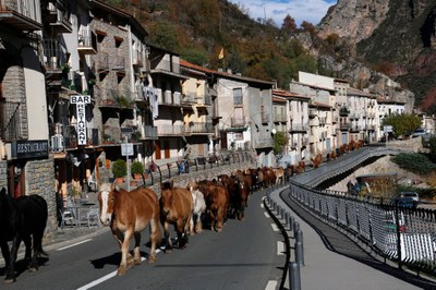 La transhumància dels cavalls al Pallars, al pas per Gerri de la Sal (Foto: Marta Lluvich / ACN)