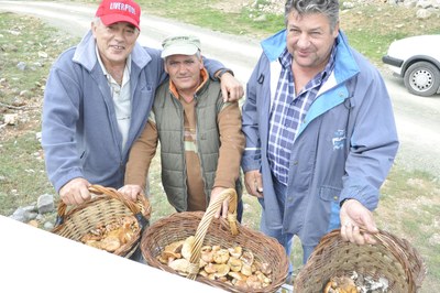 Boletaires