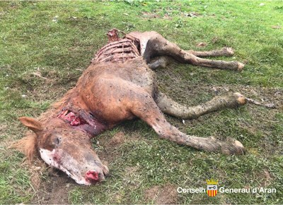 Euga morta per l'atac de l'ós Goiat (Foto: Conselh Generau d'Aran)