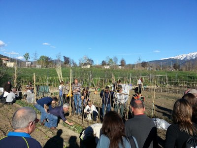 Horts socials de la Seu