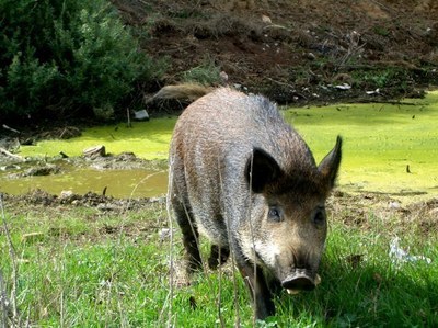 Porc fer