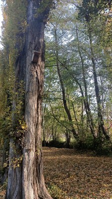Instal·lades menjadores al Parc del Valira de la Seu d'Urgell (Foto: Ajuntament de la Seu d'Urgell)