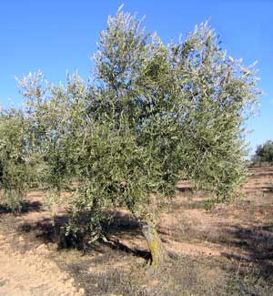 Olivera