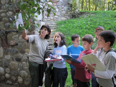 Coneixement dels arbres