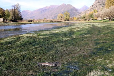 Una truita morta al pantà de la Torrassa i de la cota on es troba l'aigua després d'un descens programat (Foto: ACN)