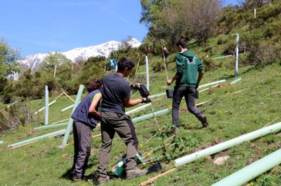 Plantació de fruiters a Isil (Foto: ACN)