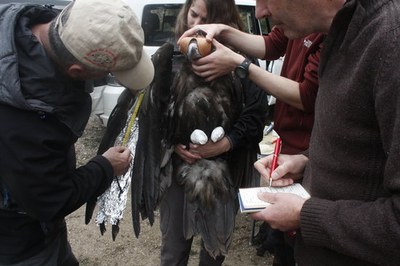 Especialistes prenen mides d'un voltor negre que ja ha estat marcat (17.05.2016) (Foto: ACN)
