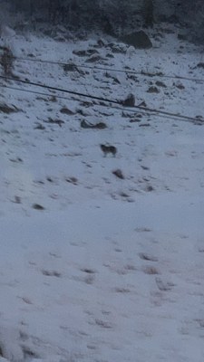 Observació a la Val d'Aran