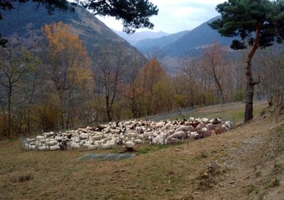 Un dels agrupaments de ramats d'ovelles, en un tancat per protegir-se dels óssos (Foto d'arxiu: Gencat)