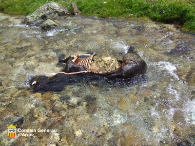 Restes d'una euga morta per un ós a la Val d'Aran (CGA / arxiu)