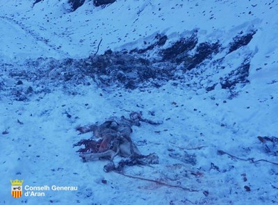 Nou atac mortal de l'ós Goiat contra una ovella (Foto: Conselh Generau d'Aran)