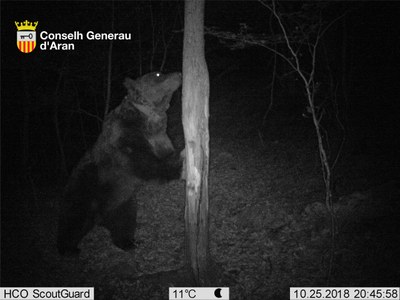 Ós Goiat, a la Val d'Aran (Foto: Conselh Generau Aran)