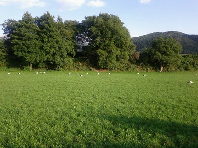 Cigonyes a la Seu