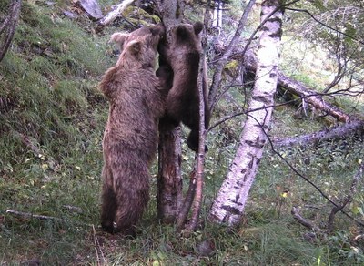 Imatge de la cria d'ós a la Vall de Cardós (Foto: TES)