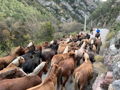 Els cavalls de Casa Palanca, al pas per un camí del Pallars (Foto: ACN / Marta Lluvich)