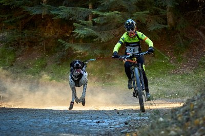 Copa Catalana de bikejoring, a Sant Joan de l'Erm (Foto: Jordi Santacana /FCEH)