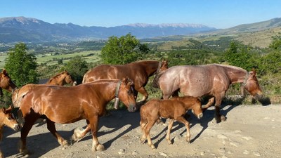 Un ramat de cavalls avança per damunt de Llívia en direcció als prats de la Bollosa (Foto: ACN)