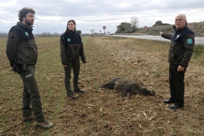 Agents Rurals al costat d'un senglar mort per atropellament a la C-12 entre Lleida i Corbins (Foto: ACN/Oriol Bosch)