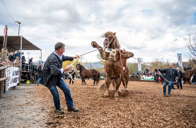 Fira de Cavalls de Puigcerdà (Foto: Aj. Puigcerdà / arxiu)