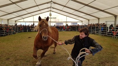 Concurs Nacional de Cavall Pirinenc Català, a Esterri d'Àneu (Foto: PNAP)