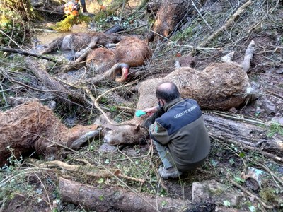 Els Agents Rurals investiguen la mort de 15 cavalls a Escós (Foto: A. Rurals)