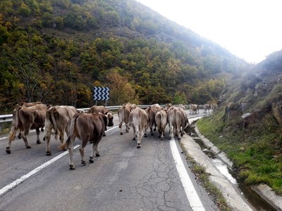 Un ramat de vaques brunes baixant de la muntanya de Lladorre, el mes passat (Foto: ACN)