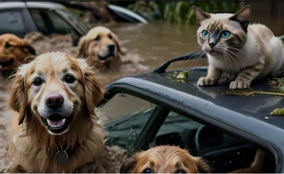 Gossos i gats en una zona afectada per aiguats (Foto: Cats&Dogs Alt Urgell)