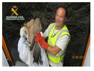 Voltor recuperat (Foto: Guàrdia Civil)