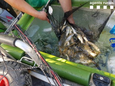 Rescat de fauna (Foto: Agents Rurals)