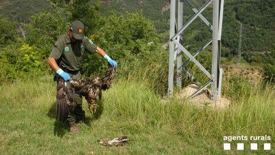 Rescat d'una àliga electrocutada a la Vall Fosca (Foto: Agents Rurals)