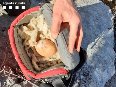 L'ou de trencalòs recuperat pels Agents Rurals en niu de Conrroncui, a l'Alta Ribagorça (Foto Agents Rurals)