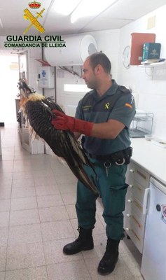 Trencalòs recuperat a Peramea
