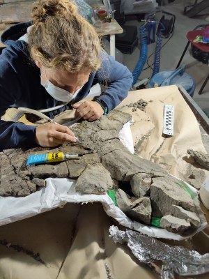 Restauració del fòssil de la tortuga marina localitzat a Coll de Nargó (Foto: ICP)