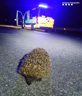 Eriçó enmig d'una carretera de l'Alt Urgel (Foto: Mossos d'Esquadra)