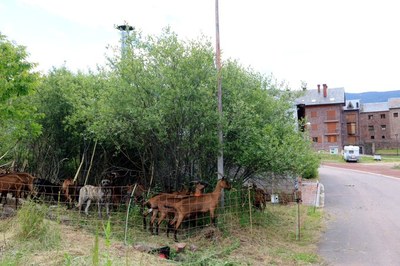 Un ramat de cabres menjant vegetació a tocar del poble de Vilamur (Foto: ACN)