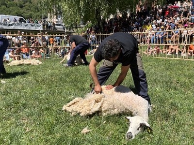 Xollada d'Ovelles a Sort (Foto: ACN/Marta Lluvich)