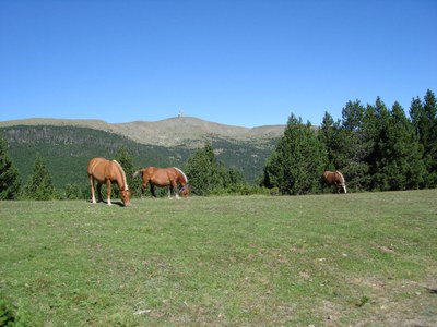 Pic de l'Orri